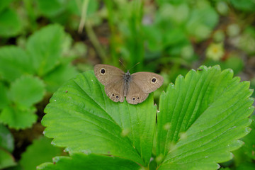 緑色の葉っぱに止まるヒメウラナミジャノメの蝶