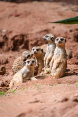 Suricata suricatta stands and observes