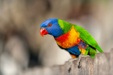 Rainbow Lorikeet