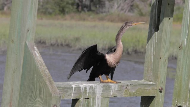 Large Anhinga sitting and flying away