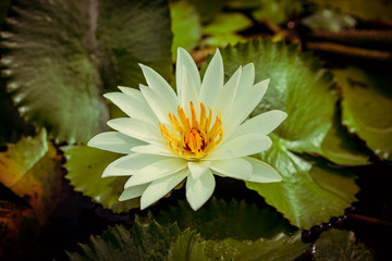 White water lily with yellow pollen on surface of the pond. Close up of beautiful lotus flower....