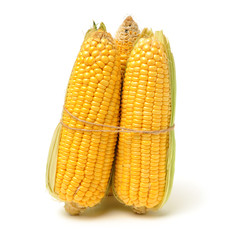 Corn on a white background 