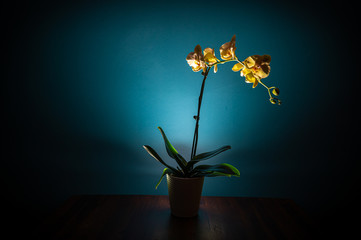 orchid in vase shade lowlight