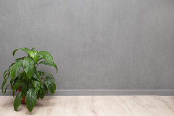 Modern clean interior Home plant on floor near empty gray wall, space for text. spathiphyllum