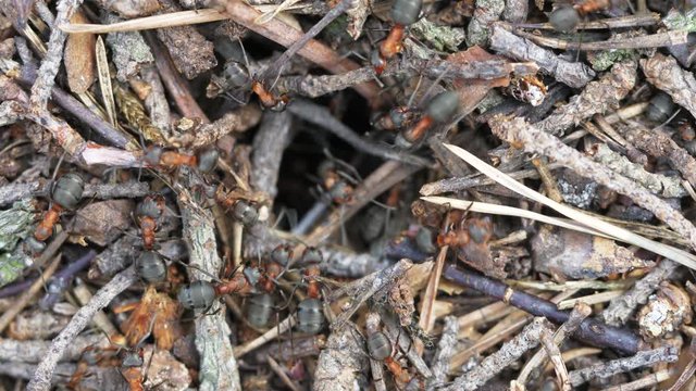 Ants working on their anthill. Dragging sticks & going in & of their tunnel
