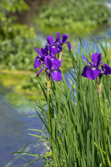 水路にアヤメが咲く風景／Iris sanguinea