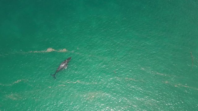 Humpback Whale and Calf Among Floating Ocean Garbage. Isla Conadora, Las Perlas Panama