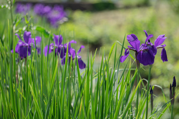 水路にアヤメが咲く風景／Iris sanguinea