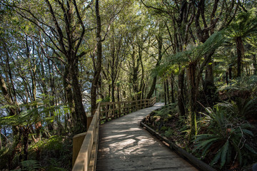 path in the forest