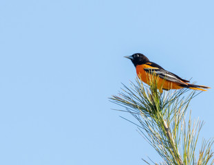 Oreal Perched On Pine Tree