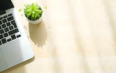 Laptop and potted plant on wooden table with sunlight, top view, copy space
