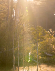 Spider Web on Cat Tails in The Morning