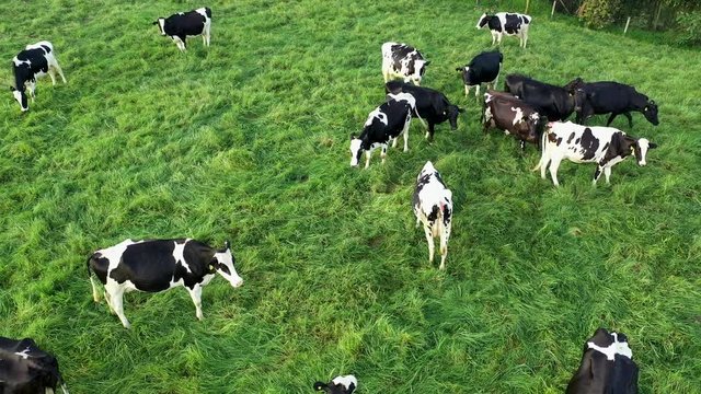 Cicle Pan Shot Of Grazing Cows On Lush Pastures During Golden Hour Sunset