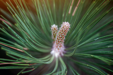 Obraz premium Young pine cones in the forest, macro shot. Close up of Christmas pine fir tree on a spring day. Nature concept for design, selective focus. 