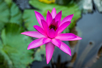 Purple water lily surrounded by leaves on surface of the pond. Close up of beautiful lotus flower....