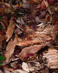 落ち葉　もみじ　背景素材