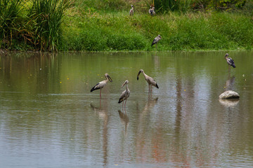 Asian openbill, Anastomus oscitans