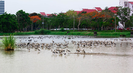 Asian openbill, Anastomus oscitans