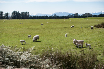 Fototapeta premium sheep grazing in a field