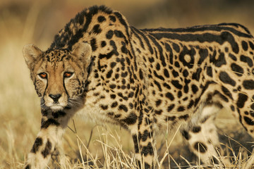 Female King Cheetah South Africa