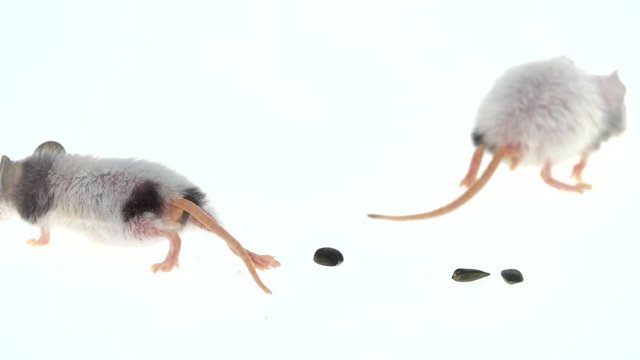 Two decorative mouses isolated on a white background in studio. Close up