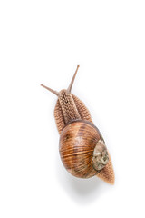 Garden snail on white background. vertical photo. place for text