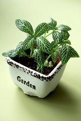 Stay home and gardening. Close up of green fresh Fittonia flowers. Urban jungle interior concept.