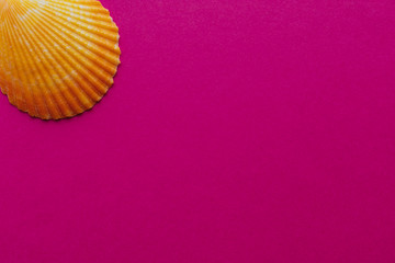 オレンジ色の貝殻