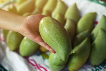 green mango in a hand