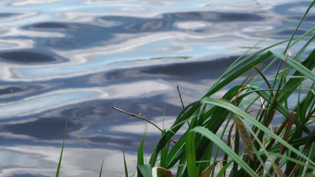 The green Bank of the river in the village in which splashing surf