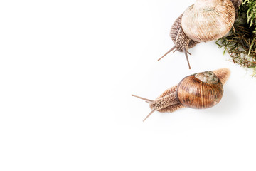 snail white background animal brown food isolated. shell tentacle. top view. banner format. space for text