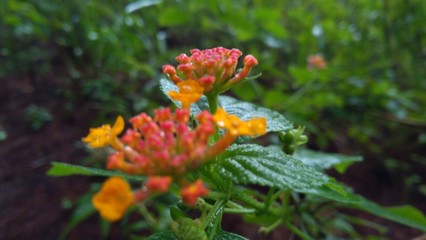 orange flower in the garden