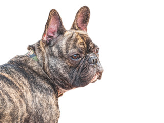 french bulldog isolated on white