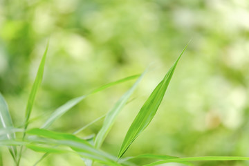 Choose the focus point on the leaf,The leaves are fresh green with copy space.Green pointed leaf grass.Long leaf