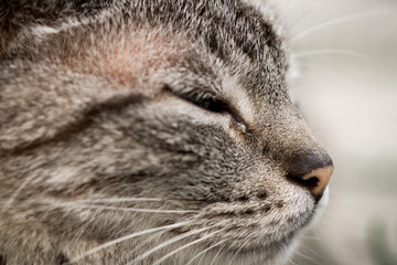 Close detail of gray cat with close eyes