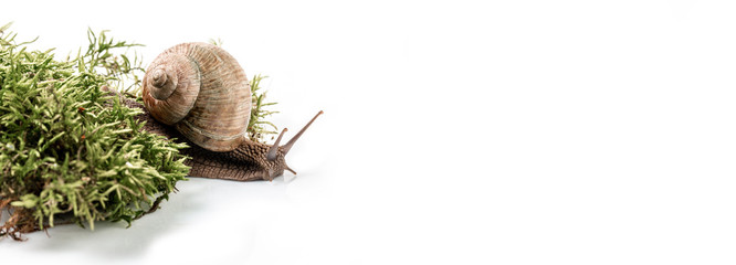 Helix pomatia also Roman snail, Burgundy snail, edible snail or escargot, is a species of large, edible in the family Helicidae. Long banner format