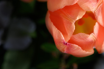 orange tulip with dark background