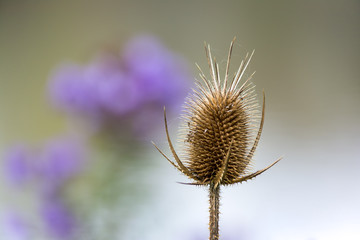 Isolated dried thistle flower