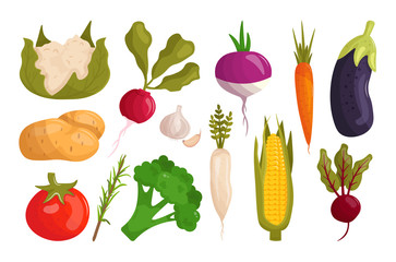 Set of cartoon vegetables vector illustration isolated on white background. Radish, beetroot, potato, tomato, eggplant, carrot, cauliflower, broccoli, corn, garlic, horseradish. Healthy food. 