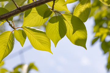 太陽の光が当たる新緑の葉