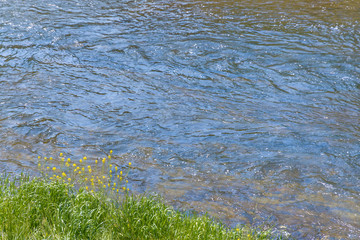 河原に咲く菜の花