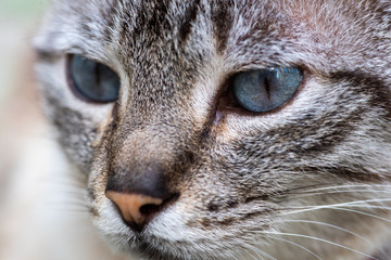 Naklejka na ściany i meble Close detail of gray cat with blue eyes
