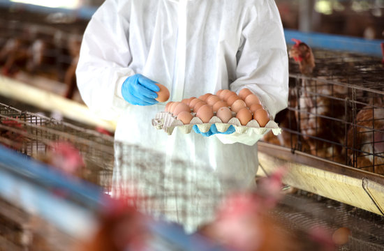 Chicken farmers wear PPE protective clothing from the virus and collect eggs in their hands in an Asian chicken farm.