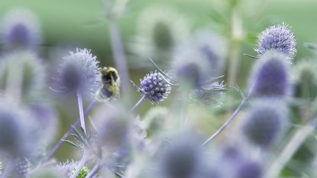 A Bumblebee flying from an Echinops spiny foliage flower to another