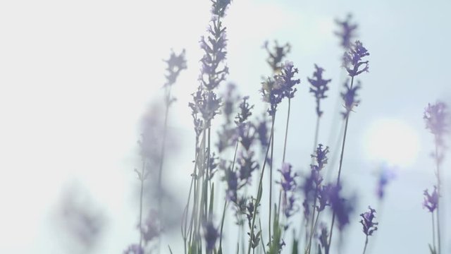 lavender stems under a burning sun, global climate change, slow motion
