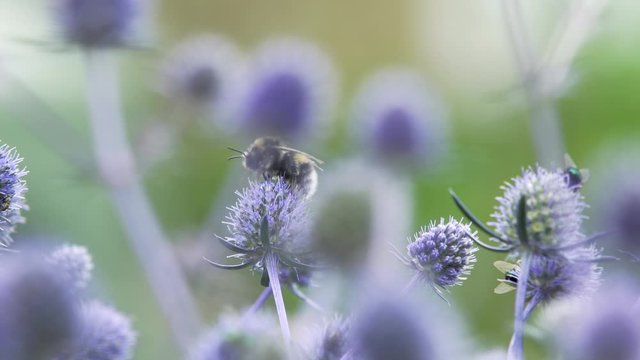 Close up shot on a Bumblebee foraging on a blue Echinops flower, pollination