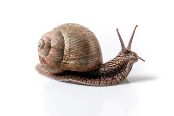 Helix Pomatia Snail Muller with brown striped shell, crawl isolated on a white background Helix Pomatia Burgundy Roman, Escargot. banner format. space for text