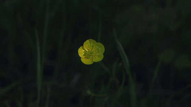 A single buttercup with dark background
