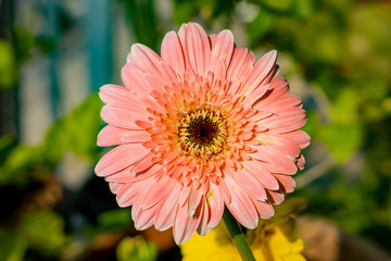 Pink blossom gerbera