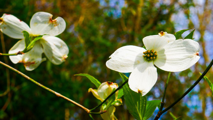 white flowers in the garden